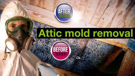 Attic Mold Removal